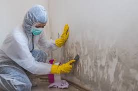 Trusted Lake Holiday, IL Mold Removal Services Experts